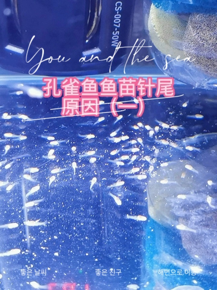 为什么孔雀鱼鱼苗老是针尾而团灭?