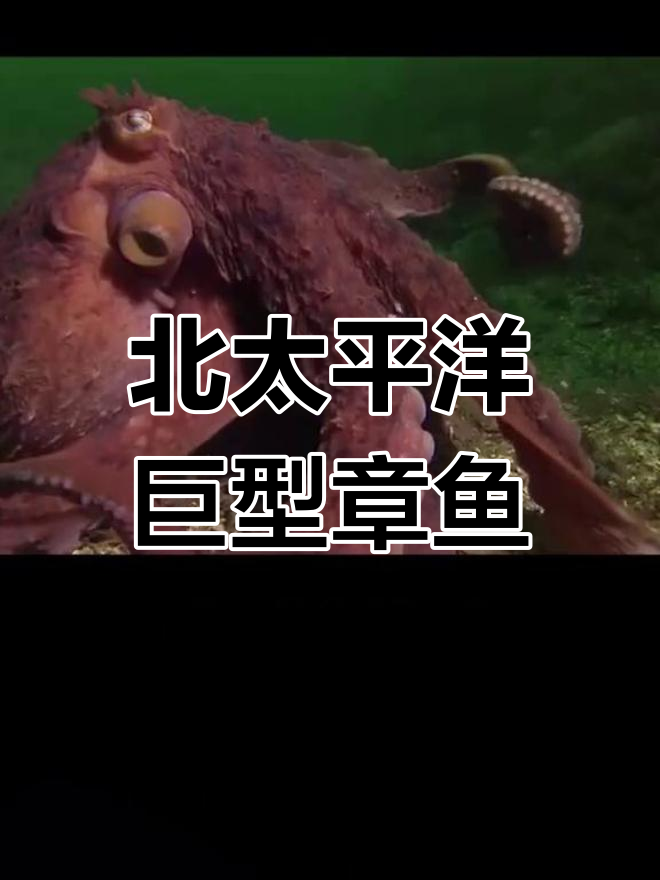 世界上最大的章鱼有多大?