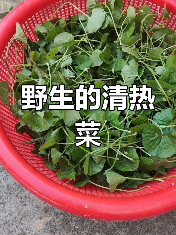 纯天然野生灯盏菜,清热解毒又美味
