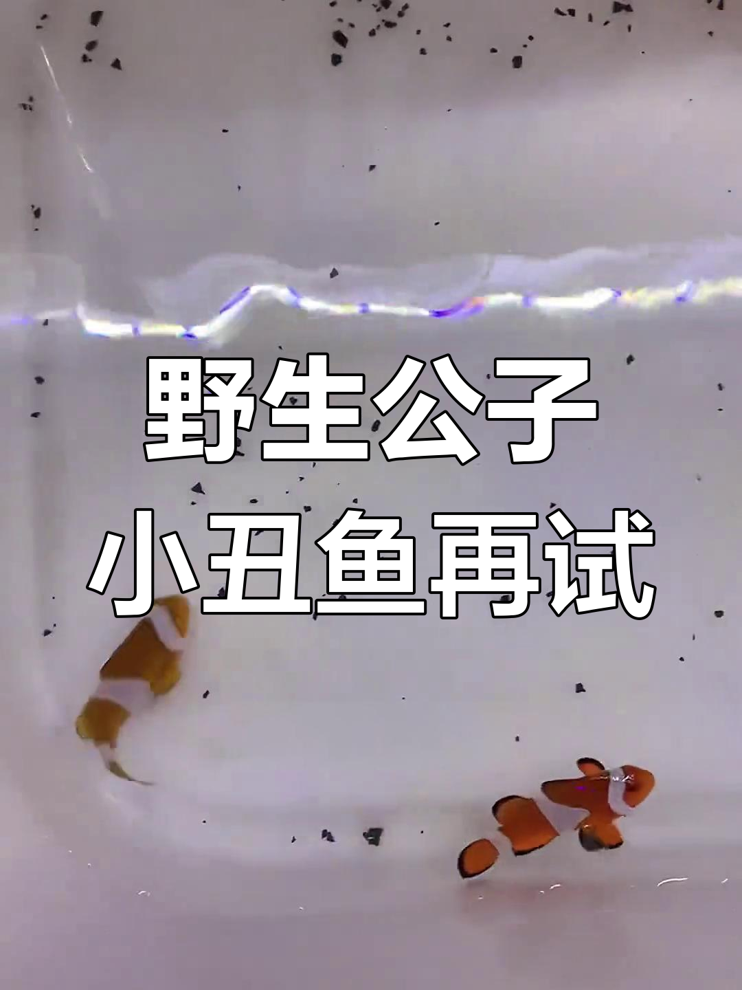 再次挑战野生公子小丑鱼,看看成活率如何