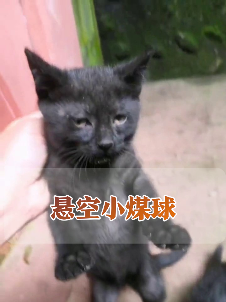 小黑猫干饭被拎起秒变悬空小煤球，猫妈淡定围观太好笑