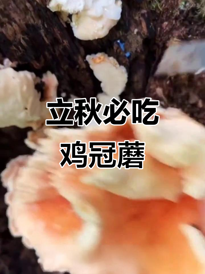 秋季美味鸡冠蘑，鲜嫩如鸡肉
