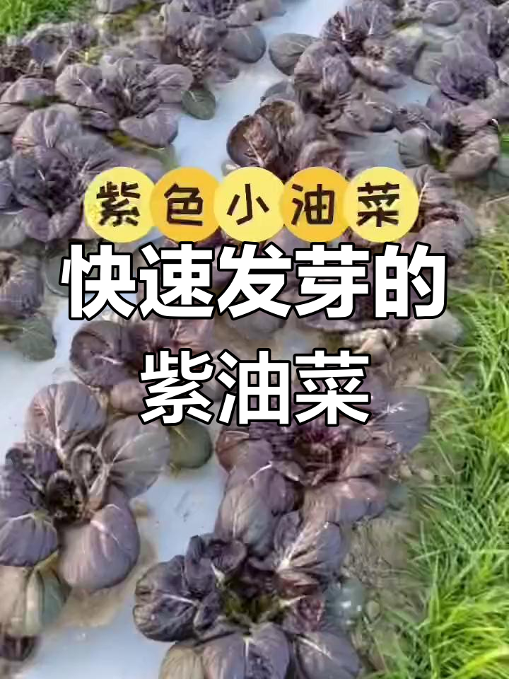 紫色小油菜:营养丰富,生长迅速,替代小白菜的最佳选择