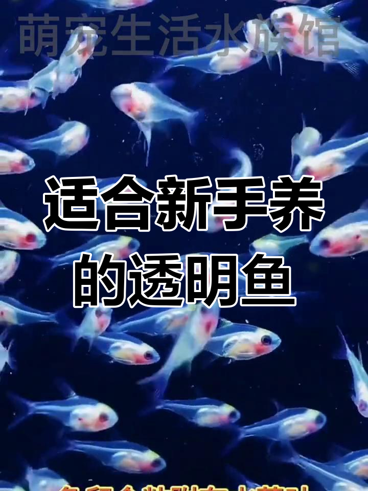 红度玻璃鱼:温和耐寒的观赏选择