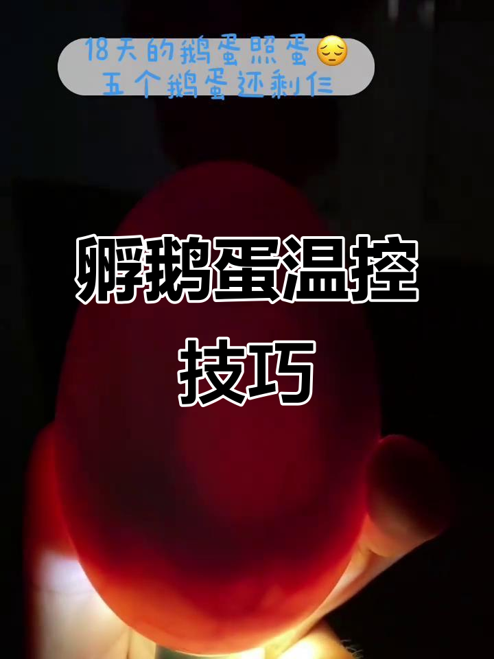 18天孵化,鹅蛋温度需控制在38度左右,后期如何调整?