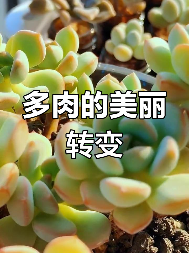 蜜桃格林多肉养护心得:从丑到美的蜕变