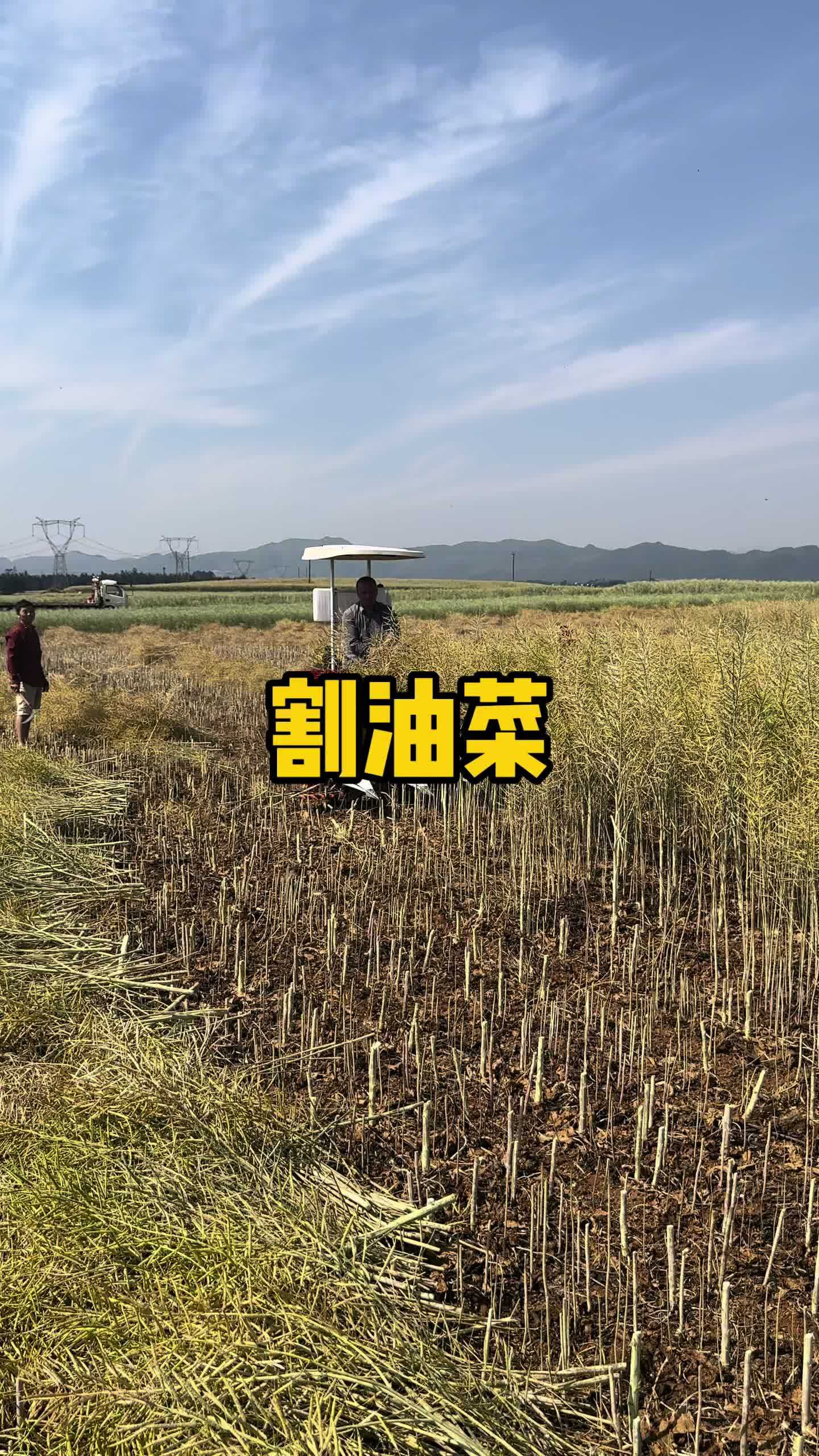 今年油菜长势喜人 油菜收割机 割油菜 油菜籽