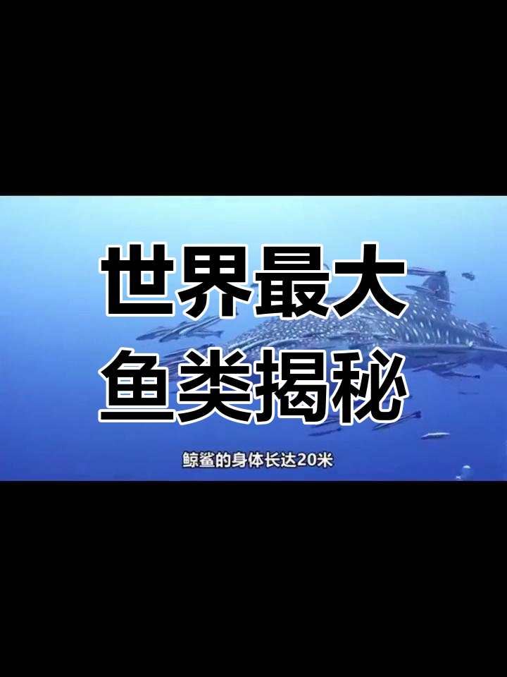 世界上最大的鱼是什么?