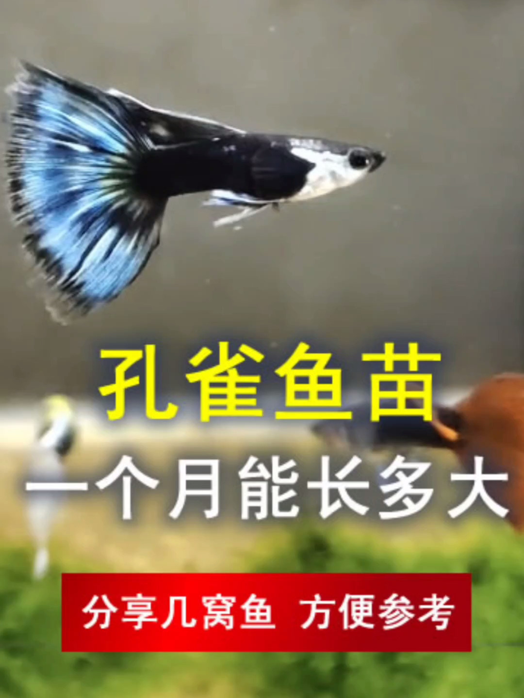 一个月孔雀鱼苗长多大,鱼苗长不大比较比较
