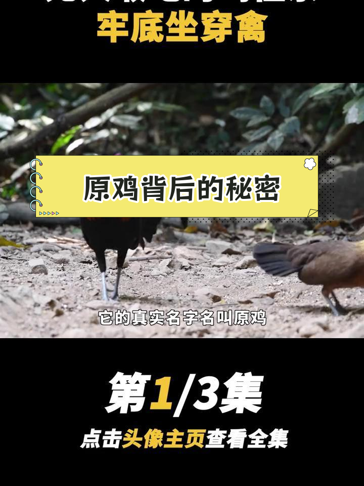 鸡吃一口牢蹲十年,原鸡为何成保护动物?