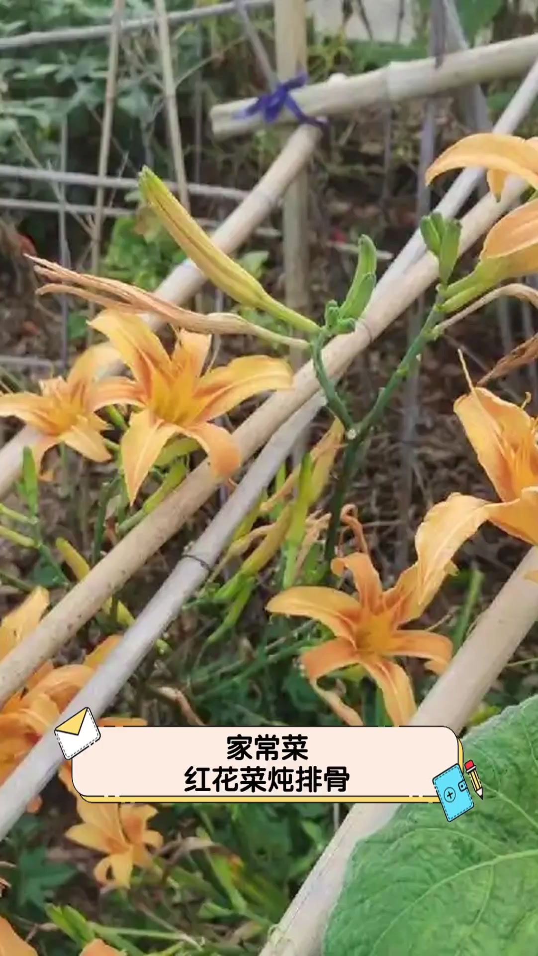 家常菜红花菜炖排骨