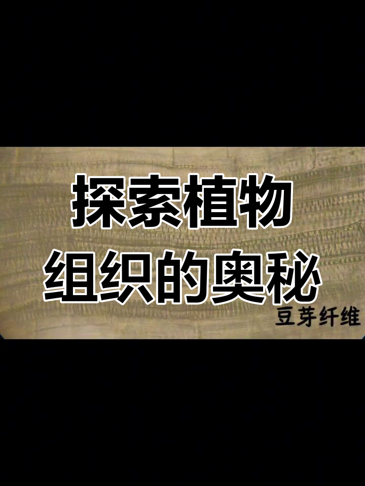 植物组织奇妙之旅,带你了解植物的微观世界