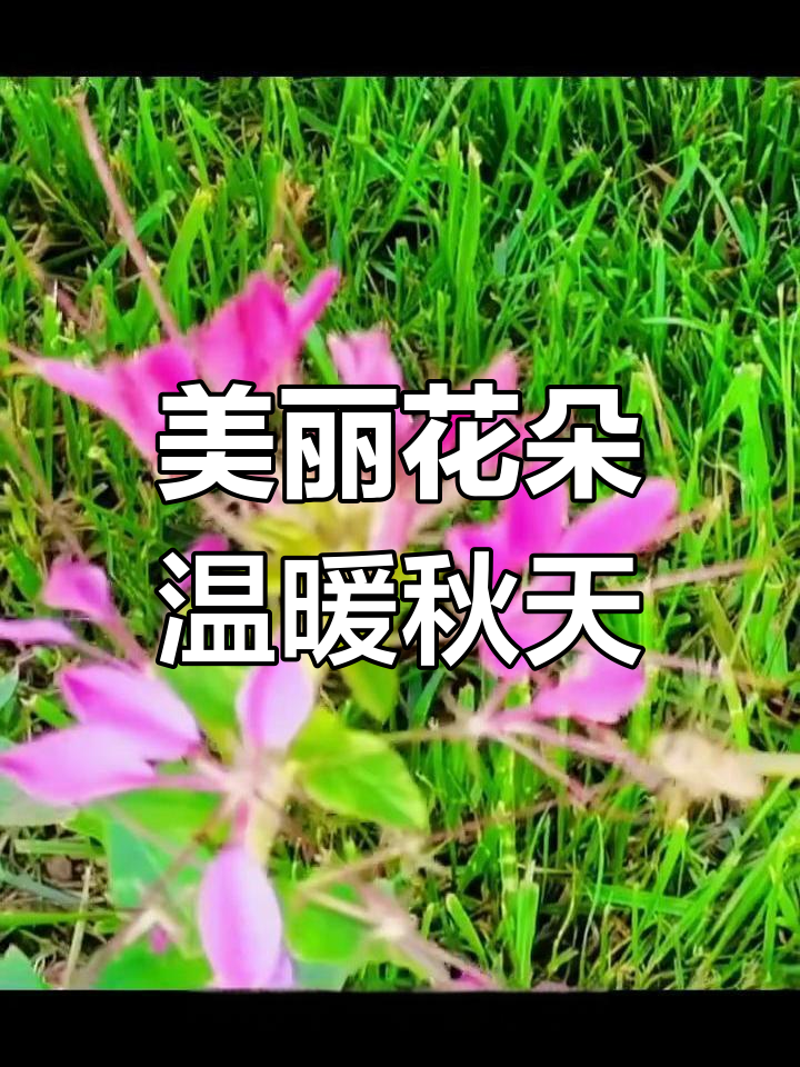 视频制作过程,内容不全请谅解