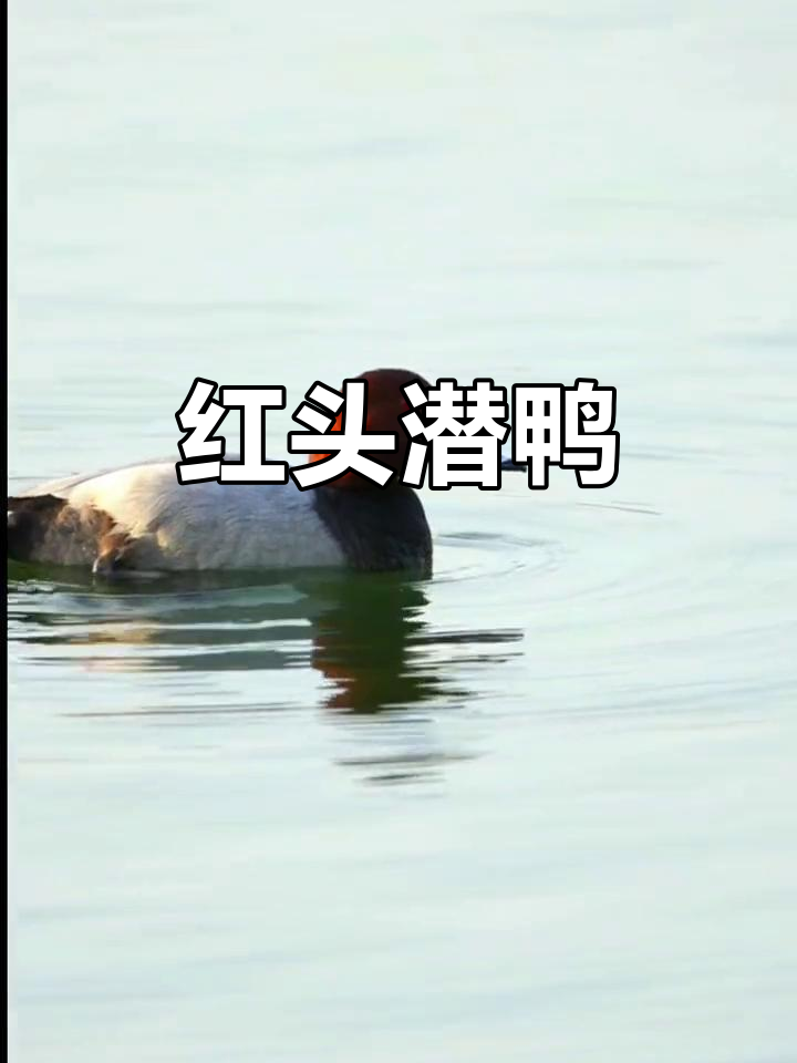 红头潜鸭,深水高手,杂食性强,冬季常现湖泊