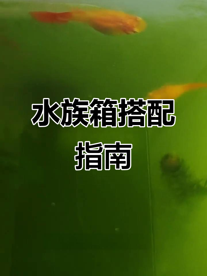 孔雀鱼与黑壳虾搭配,七彩神仙混养需谨慎