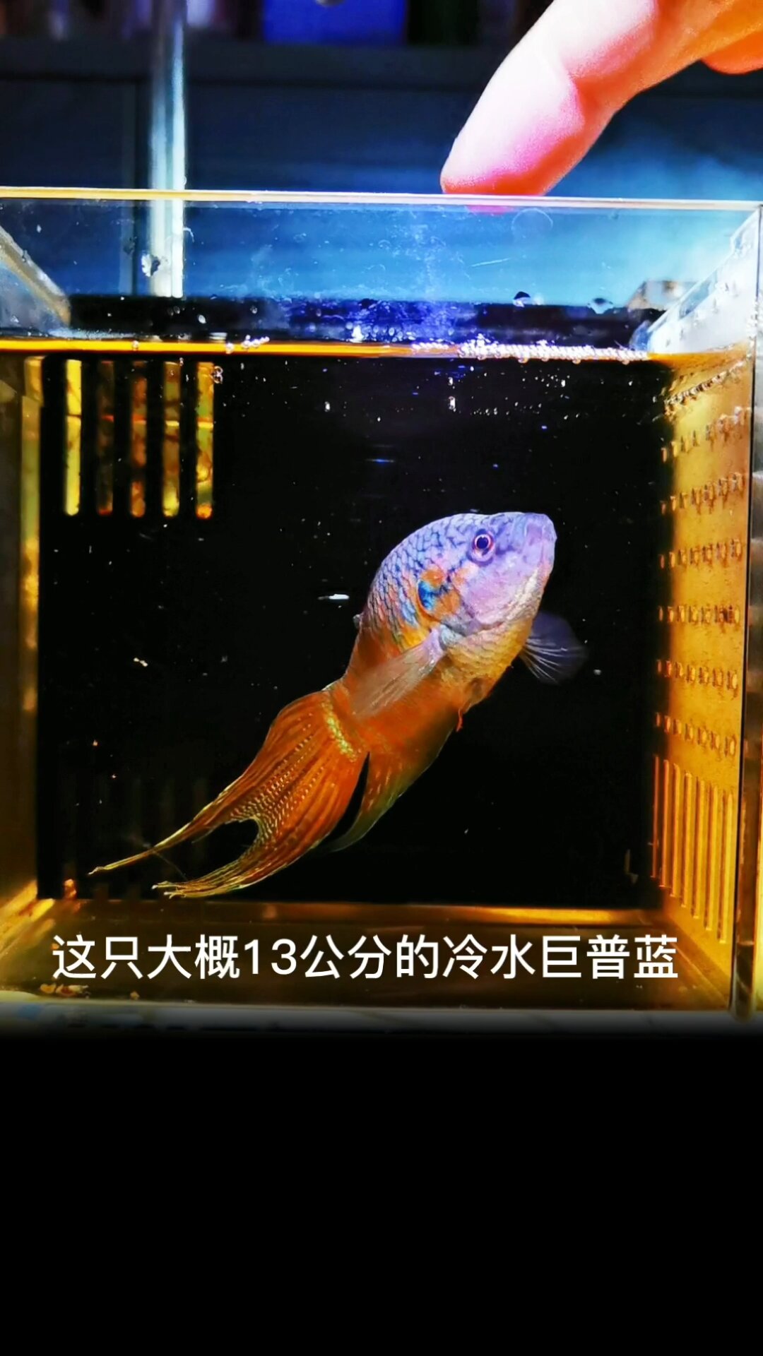 巨普蓝斗鱼最大可以长16公分