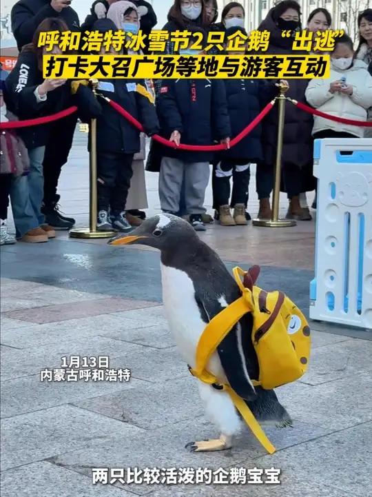 呼和浩特冰雪节企鹅宝宝“出逃”，打卡大召广场等地与游客互动