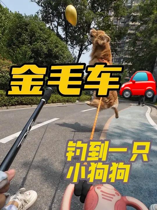 鱼竿除了钓鱼还能钓到小狗狗 这才是正确遛狗方式狗狗搞笑视频狗拉车金毛钓鱼金毛奶茶宝宝