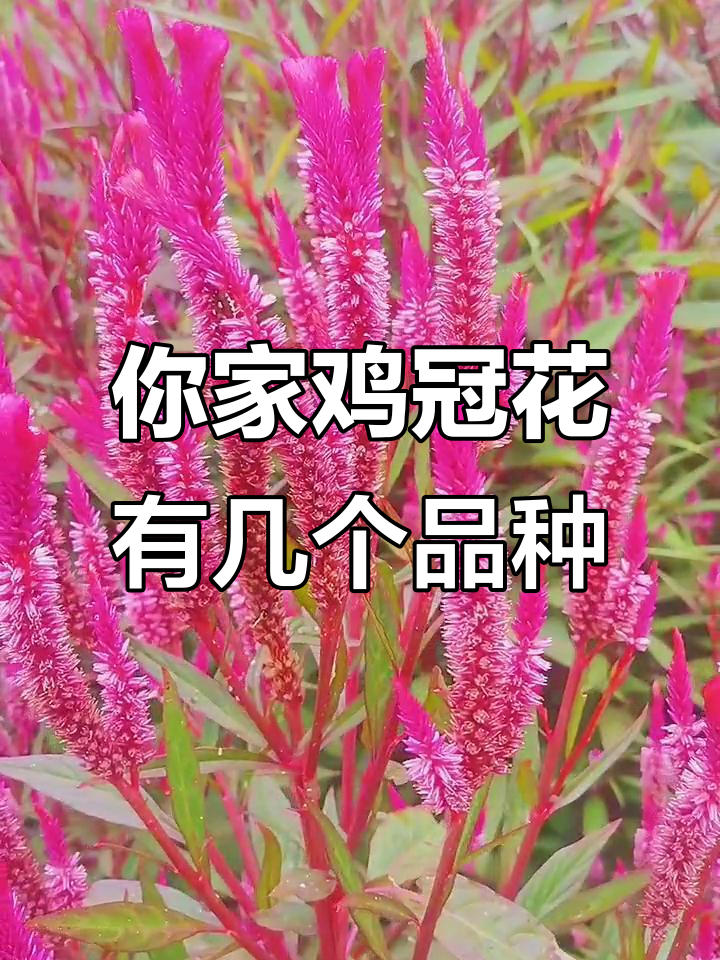 鸡冠花品种大揭秘,田园风光尽收眼底