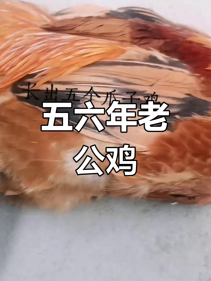 这只老公鸡已经五六年了,爪子超长!