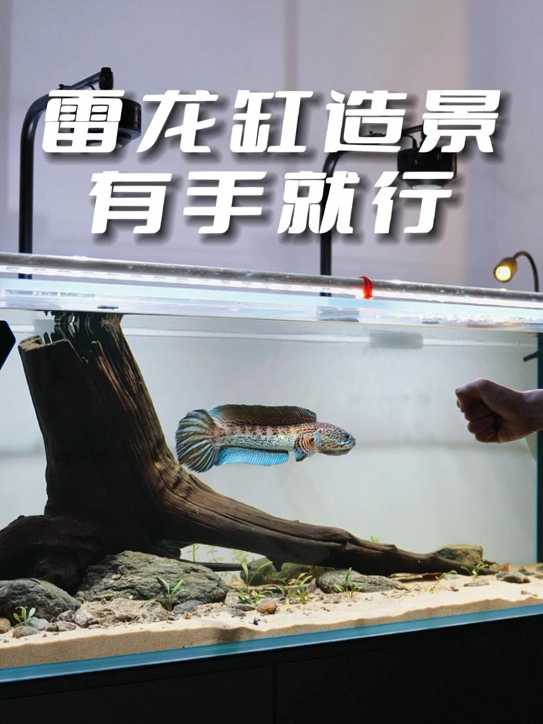 雷龙缸造景来咯