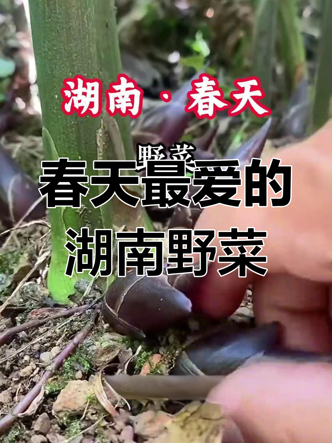 湖南春季必吃野菜大揭秘,香椿、蕨菜上榜!