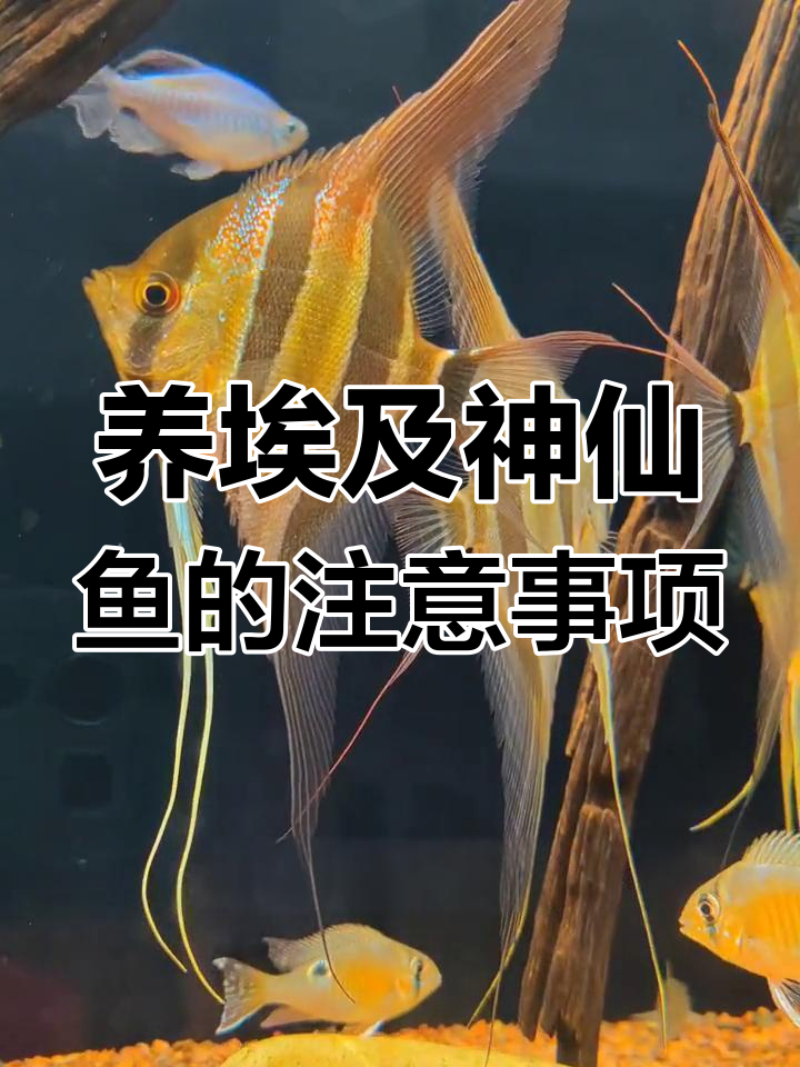 埃及神仙鱼养殖技巧大揭秘,如何定水成功