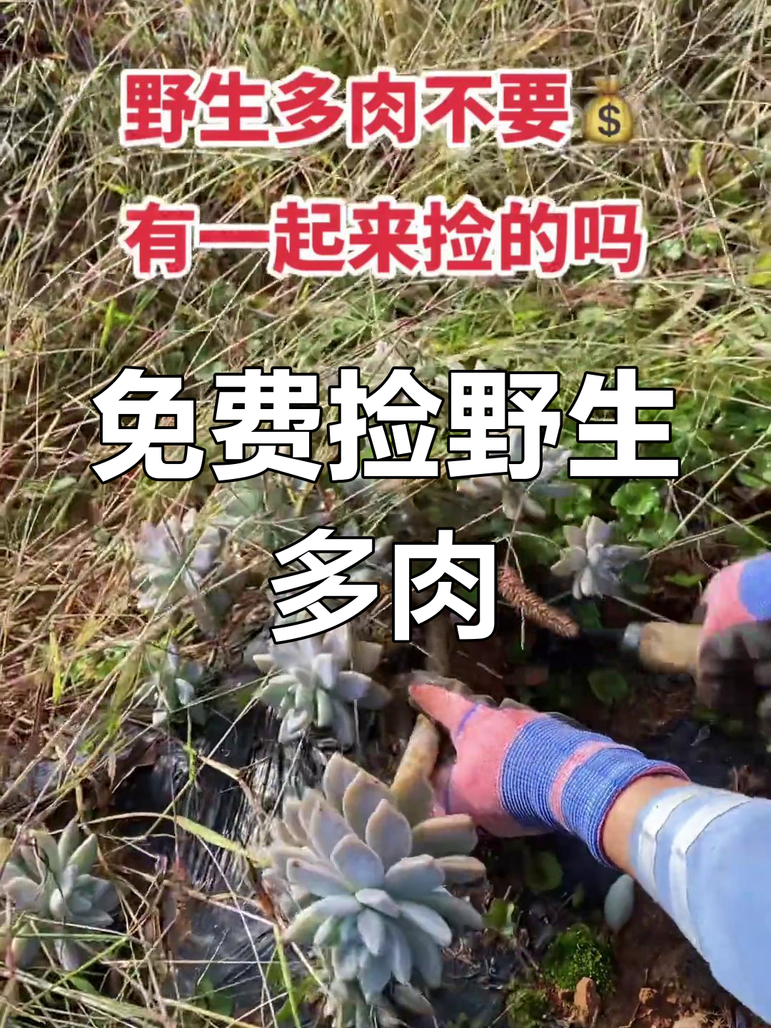 山上野生多肉,捡不完的宝藏