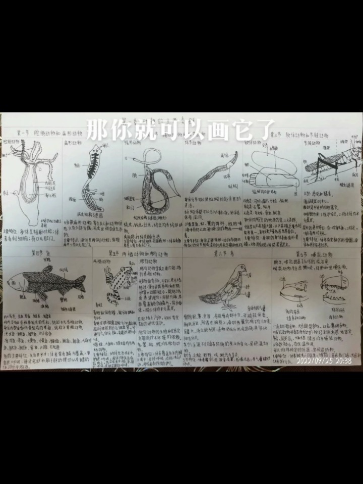 初二生物手抄报