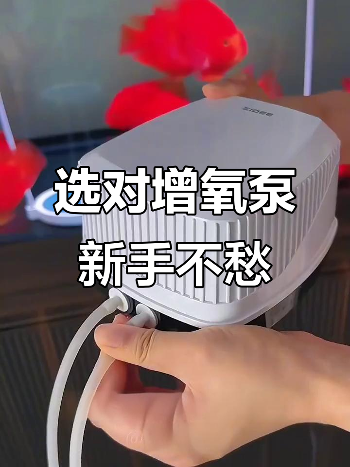 新手养鱼必看：增氧泵如何选择与使用