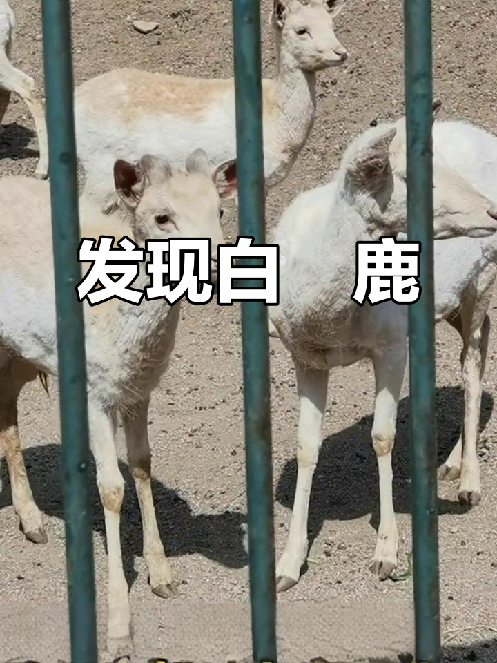 白黇鹿的神秘魅力,探秘美丽生灵