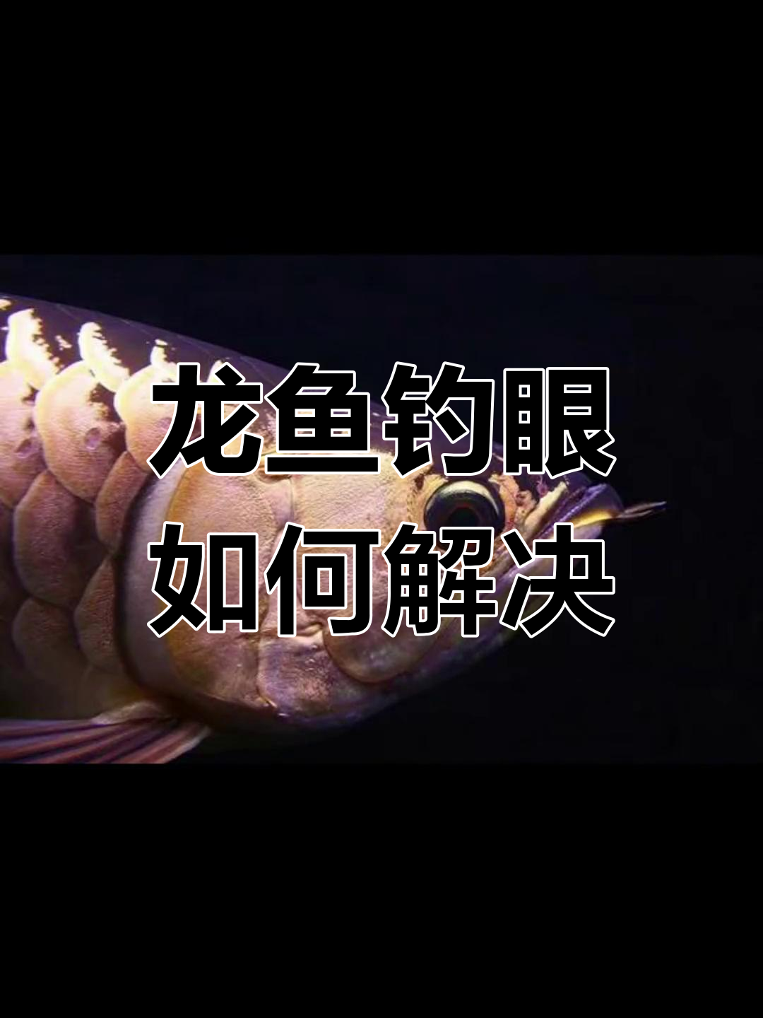 龙鱼掉眼的原因与调理方法