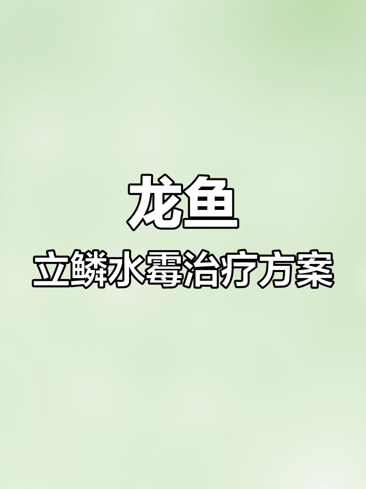 龙鱼水霉与松鳞病治疗全攻略,简单有效的操作步骤