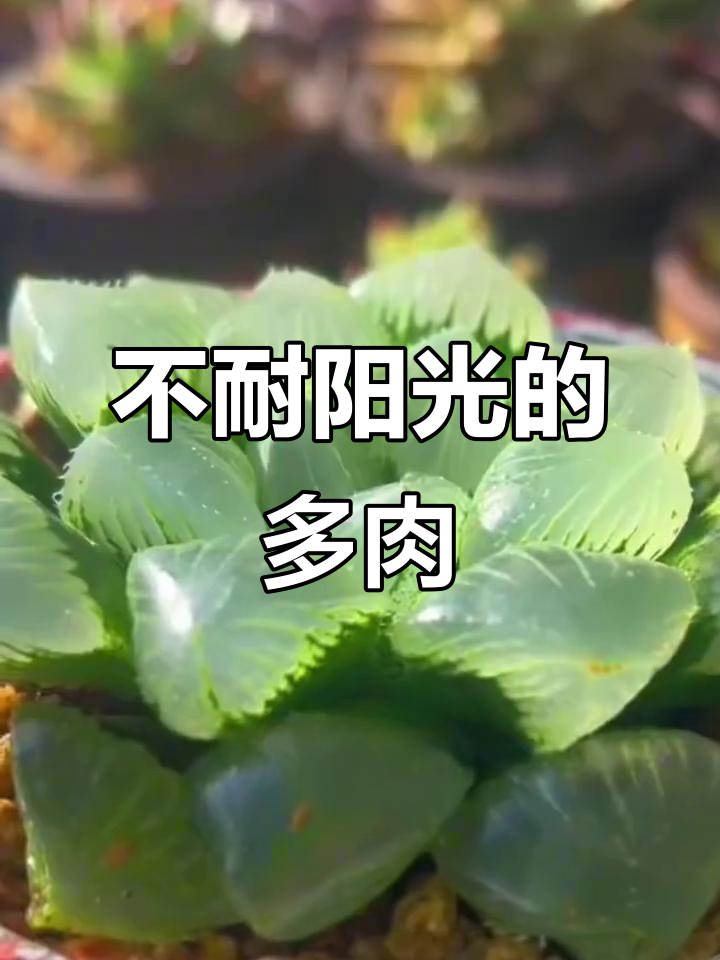 10种怕晒的多肉植物,看看你家有没有