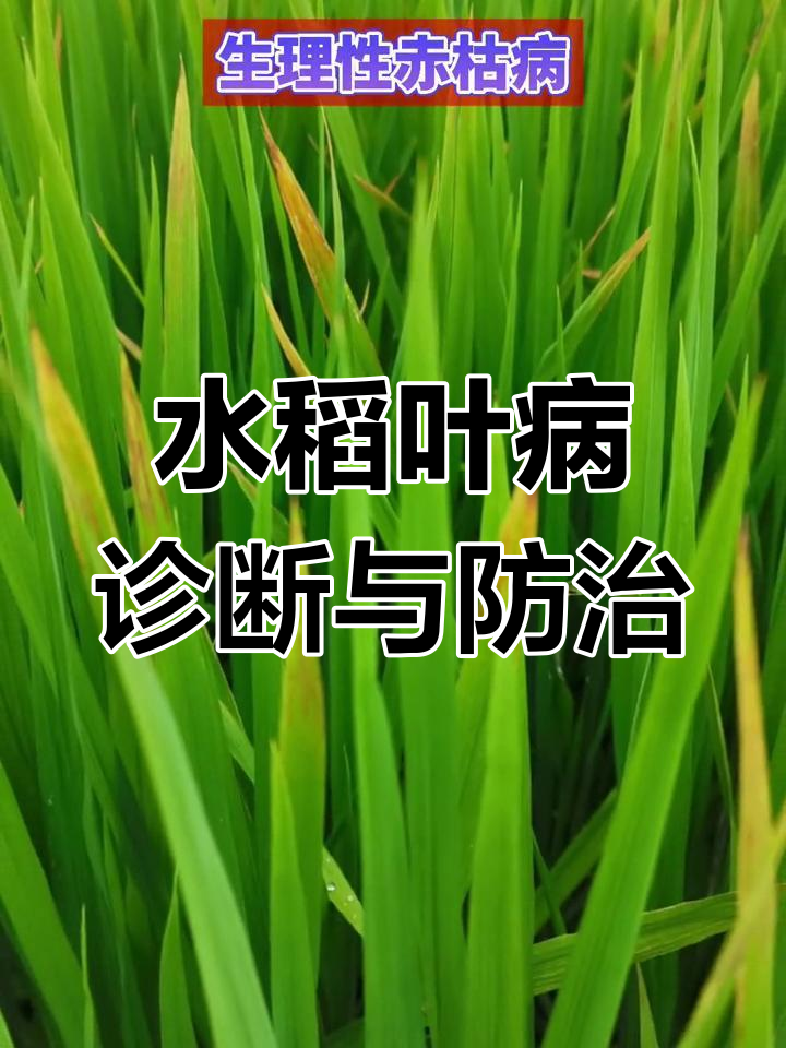 水稻叶片病害全解析:如何判断并应对真菌细菌问题