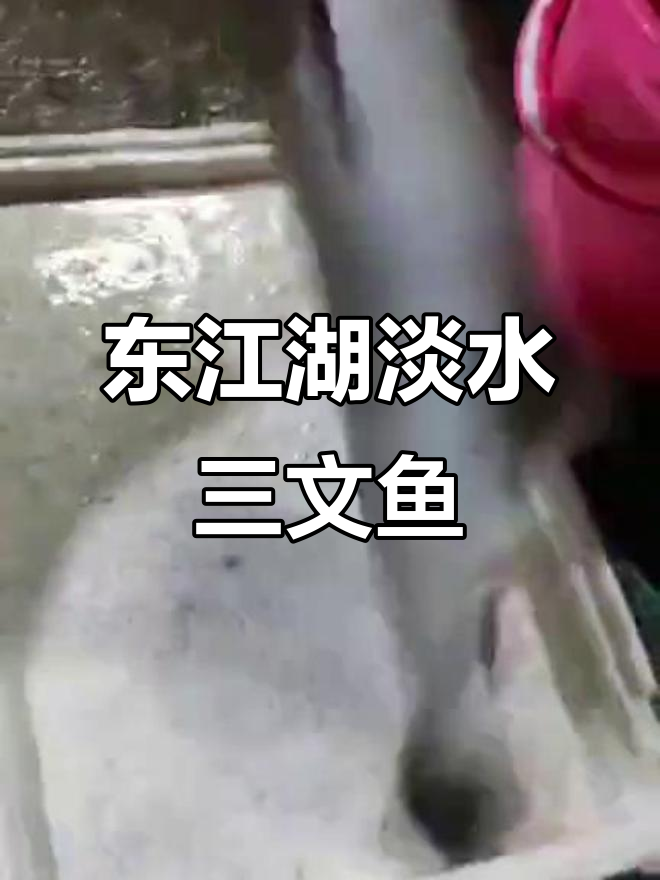郴州东江湖淡水三文鱼,性价比高,大众消费新选择