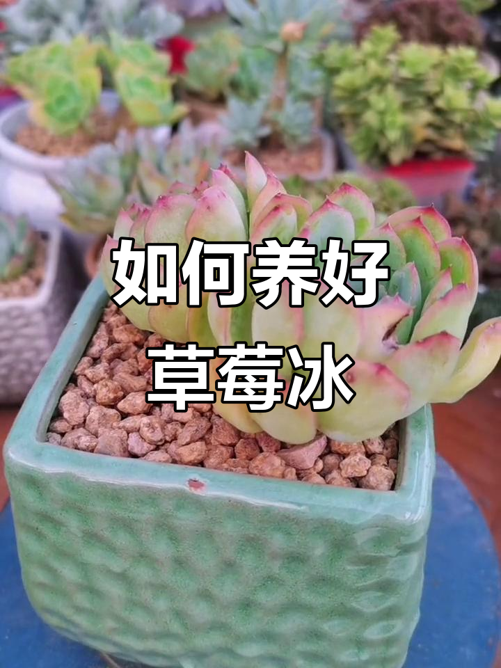 草莓冰多肉养护秘籍:夏季管理全攻略