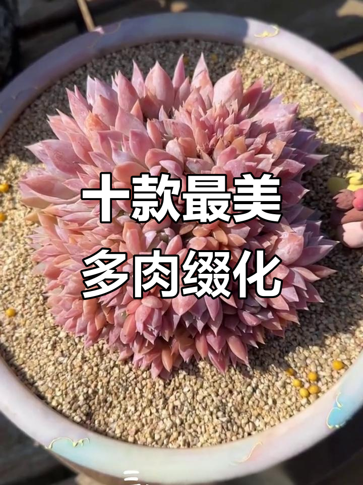 多肉植物十大绝美缀化品种,看看你最喜欢哪一款?