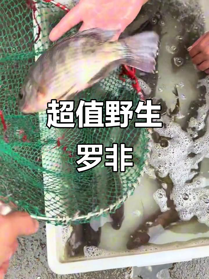 野生罗非鱼,12块三条超值!你更爱野味还是饲料?
