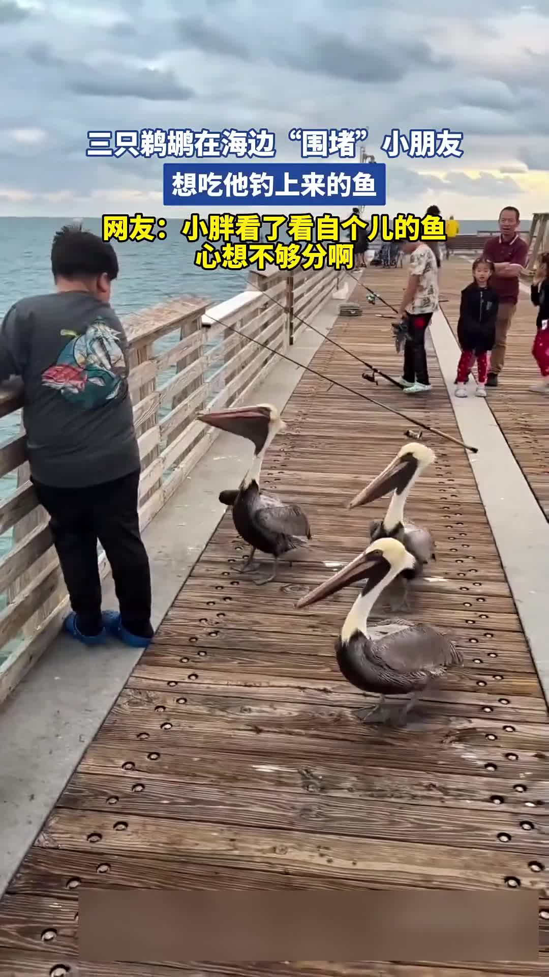 三只鹈鹕海边“围堵”小朋友，觊觎其钓上来的鱼