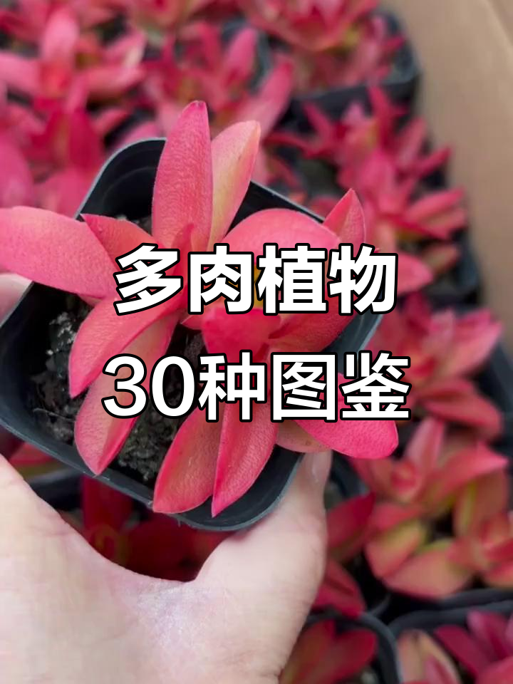 30种多肉植物图鉴,带你了解它们的美丽与养护技巧