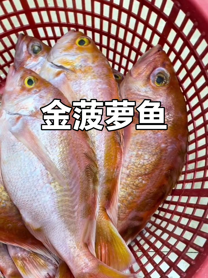深海金橘色鱼种,颜值与美味并存