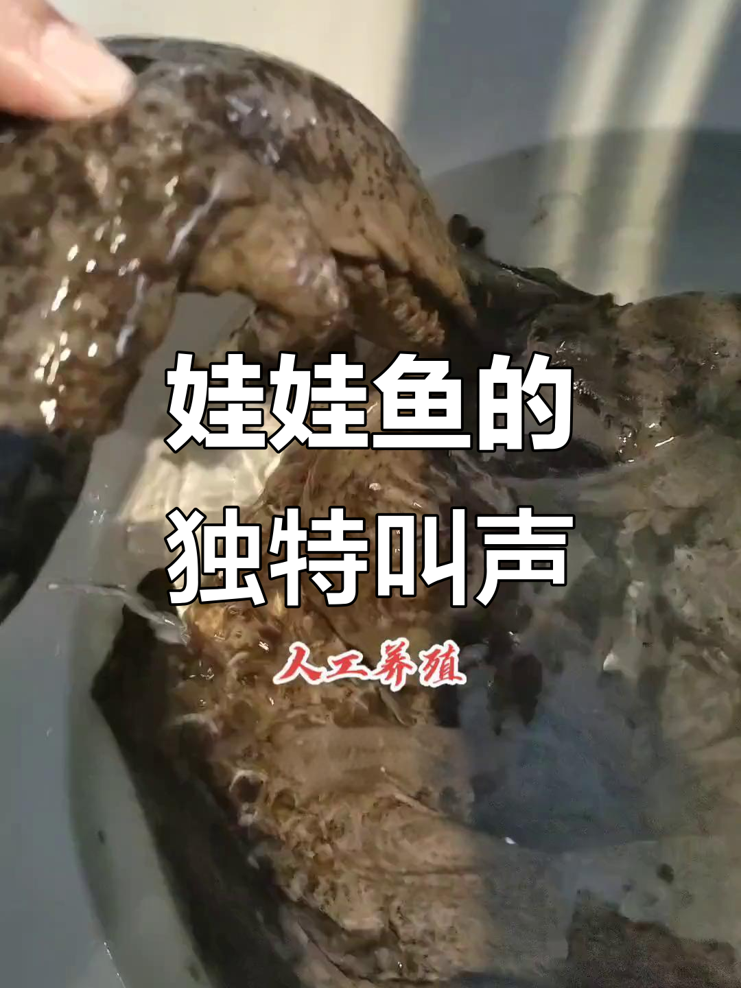 娃娃鱼叫声大揭秘,竟然这么有趣!