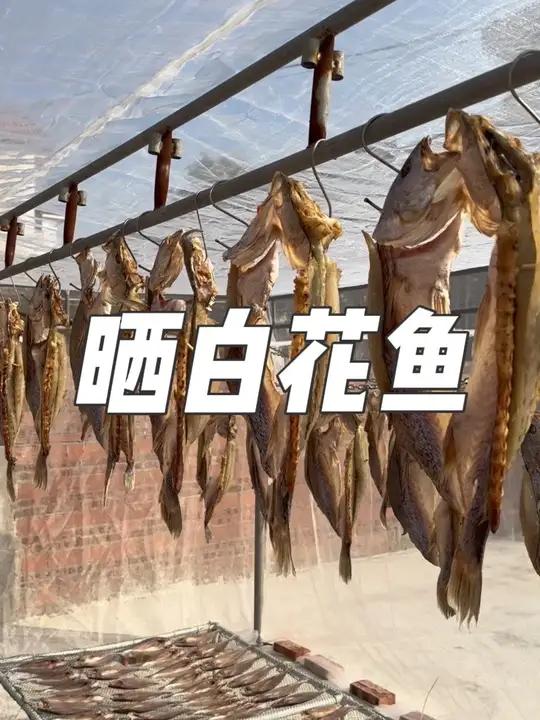 渔小夫晒鱼场继续扩大规模,立志做好南三岛第一个鱼干品牌,做一条优质,有南三特色的鱼干!
