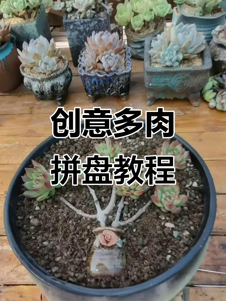 多肉拼盘种植技巧大公开，轻松打造个性化小盆景