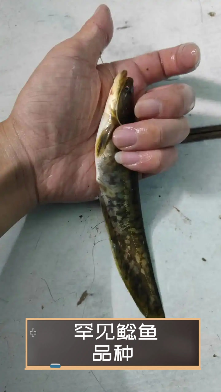 罕见鲶鱼品种