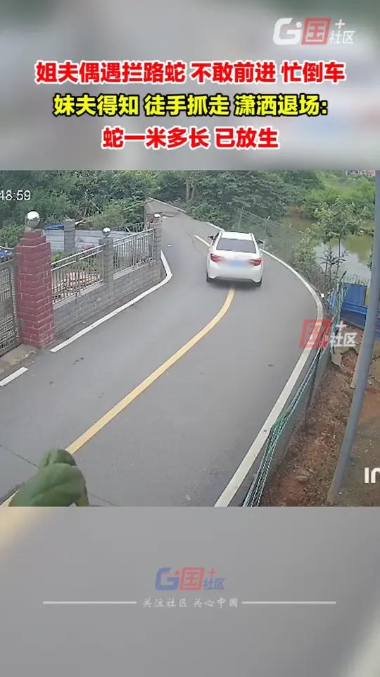 5月23日,湖南株洲。姐夫偶遇拦路蛇,不敢前进,忙倒车,妹夫徒手抓走后潇洒退场:目测蛇一米