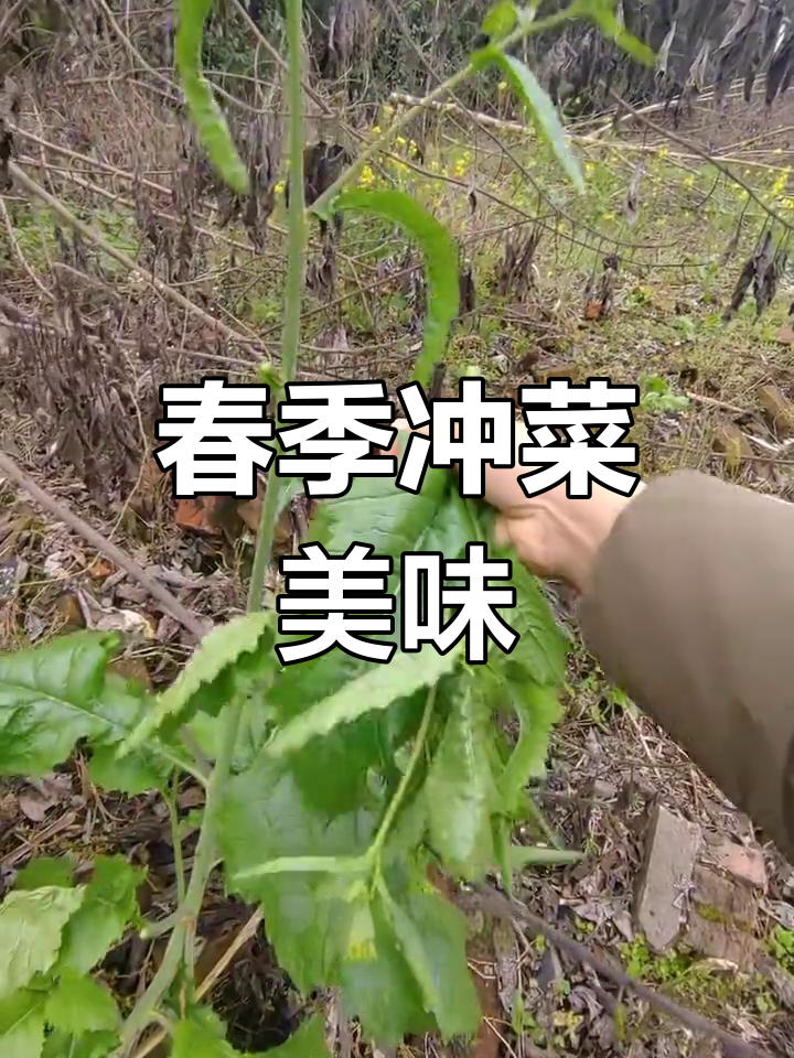 油菜花盛开,做道酸爽冲菜,拌饭绝配!