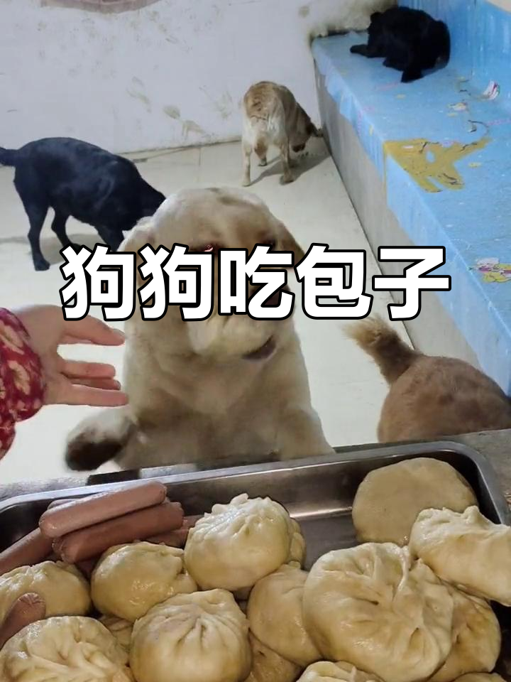 狗狗们的包子大餐,火腿肠和酸菜馅一起享用