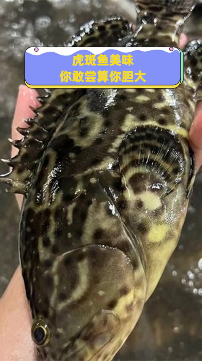 虎斑鱼美味,你敢尝算你胆大